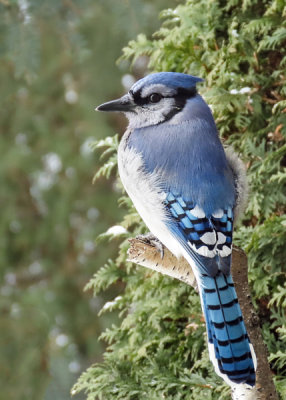 Blue Jay    (2 photos)