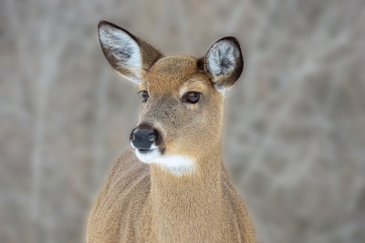 White-tailed Deer   (2 photos)