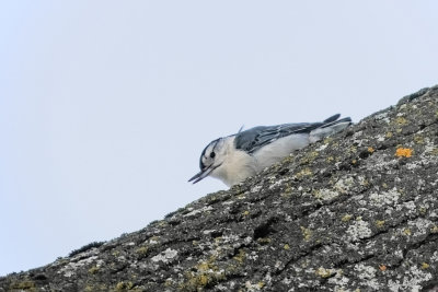 White-breasted Nuthatch