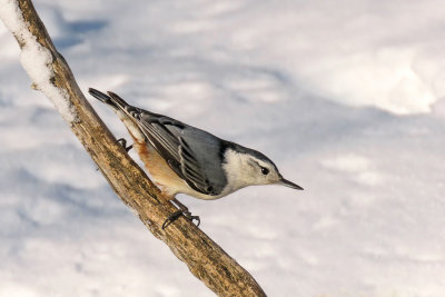 White-breasted Nuthatch