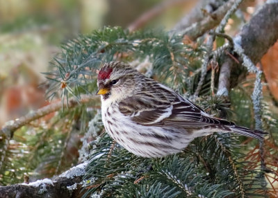 Common Redpoll