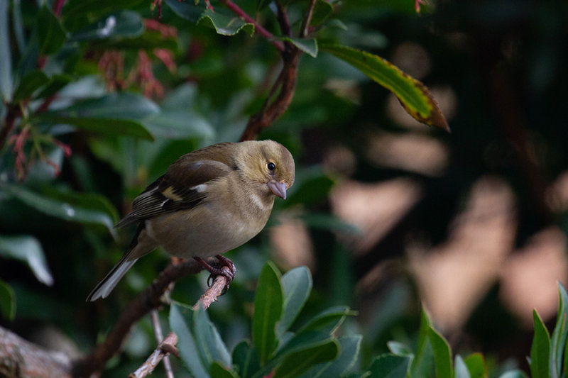 Chaffinch ♀