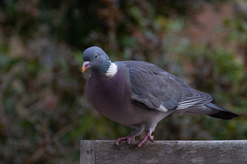 Wood Pigeon