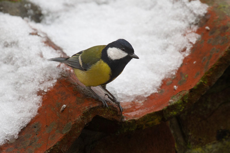 Great Tit