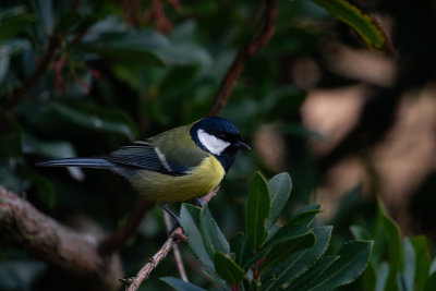 Great Tit