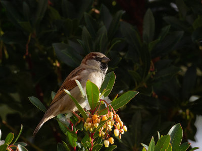 House Sparrow ♂