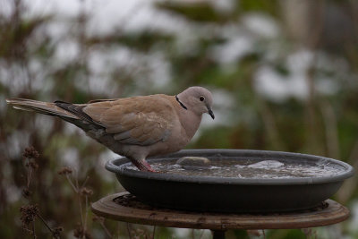 Collared Dove