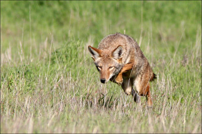 coyote3.jpg