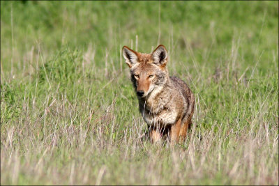 coyote4.jpg