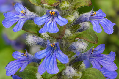 NY - Heartland - Macro Flower 2.jpg