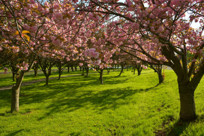 NY - Lockport Widewaters Blossoming Trees 11.jpg