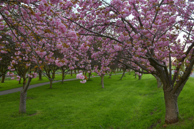 NY - Lockport Widewaters Blossoming Trees 5.jpg