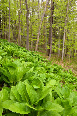 NY - Letchworth Falls SP Skunk Cabbage.jpg