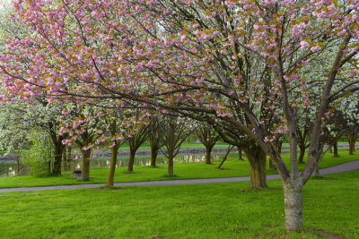 NY - Lockport Widewaters Blossoming Trees 6.jpg