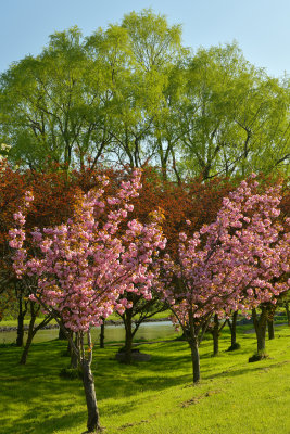 NY - Lockport Widewaters Blossoming Trees 7.jpg