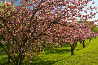 NY - Lockport Widewaters Blossoming Trees 9.jpg