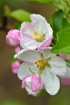 NY - Lyndonville Apple Blossoms 1.jpg