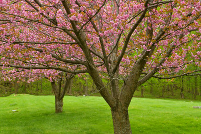 NY - Lockport Blossoming Trees 1.jpg