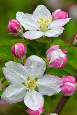NY - Lyndonville Apple Blossoms 2.jpg