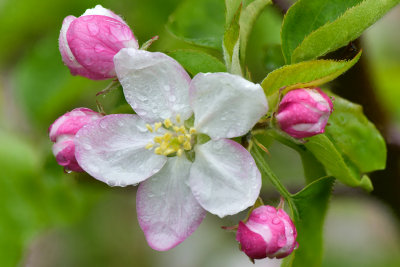 NY - Lyndonville Apple Blossoms 3.jpg