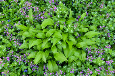 NY - Lockport Buds Garden.jpg