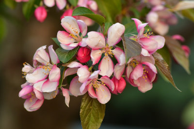 NY - Lockport Crabapple Blossoms.jpg
