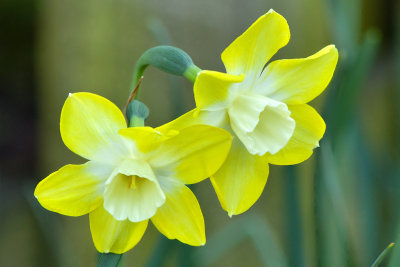 NY - Lockport Daffodils.jpg