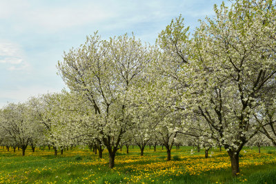 NY - Lyndonville Apple Orchard 3.jpg