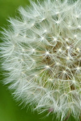 NY - Lockport Dandelion Seeds.jpg