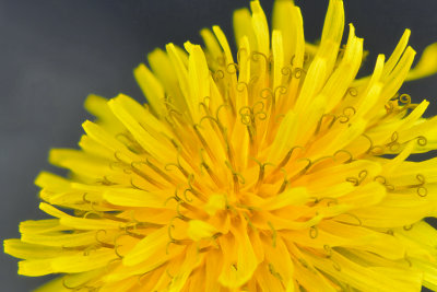 NY - Lockport Dandelion.jpg