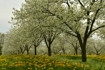 NY - Lyndonville Apple Orchard 5.jpg