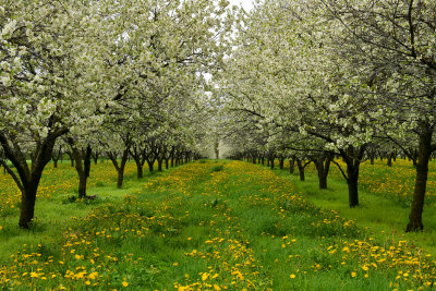 NY - Lyndonville Apple Orchard 6.jpg