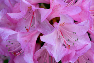 NY - Lockport Rhododendrom Blossoms.jpg