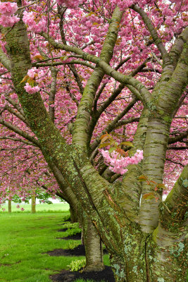 NY - Newfane Blossoming Trees 1.jpg