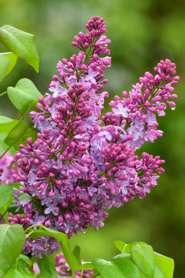 NY - Lockport Lilacs 1.jpg