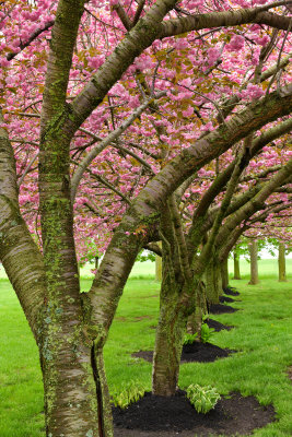 NY - Newfane Blossoming Trees 2.jpg