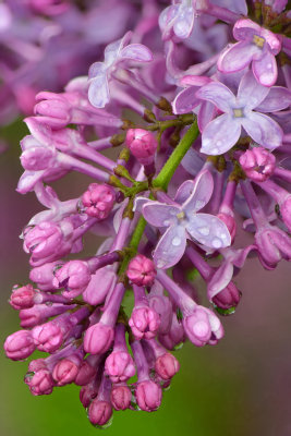 NY - Lockport Lilacs 2.jpg