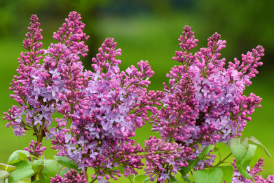 NY - Lockport Lilacs 3.jpg