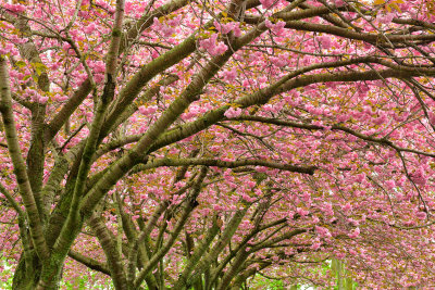 NY - Newfane Blossoming Trees 3.jpg