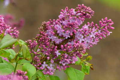 NY - Lockport Lilacs 4.jpg