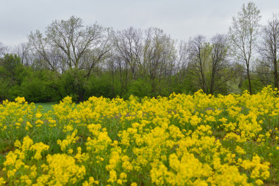 NY - Lockport Mustard Field.jpg