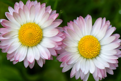 NY - Lockport Pink Daisies 1.jpg