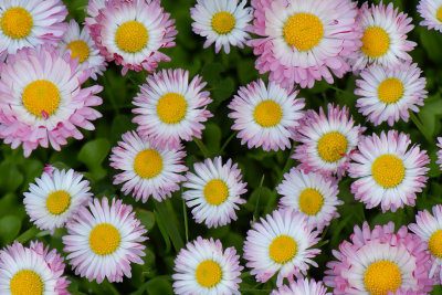 NY - Lockport Pink Daisies 2.jpg