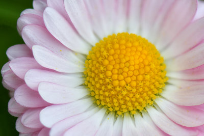 NY - Lockport Pink Daisy.jpg