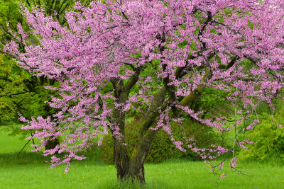 NY - Lockport RedBuds 2.jpg