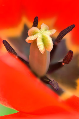 NY - Lockport Tulip.jpg