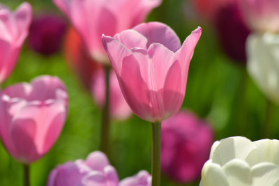 NY - Lockport Tulips 1.jpg