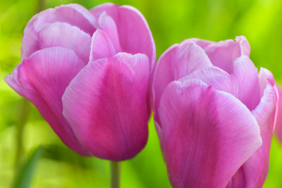 NY - Lockport Tulips 2.jpg