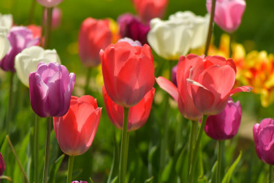 NY - Lockport Tulips 3.jpg