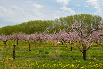 NY - Olcott Cherry Orchard Blossoms 1.jpg